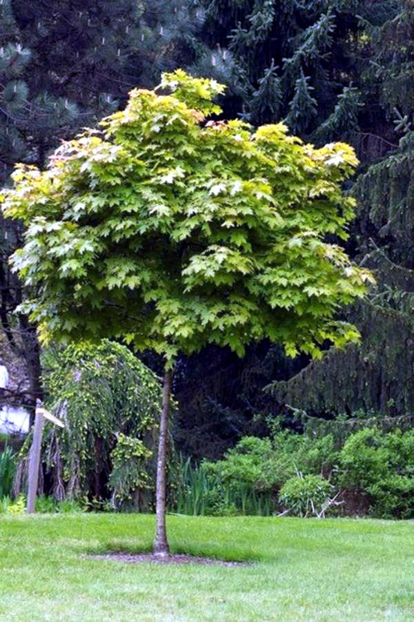 5 beautiful plant species for the structure in the garden