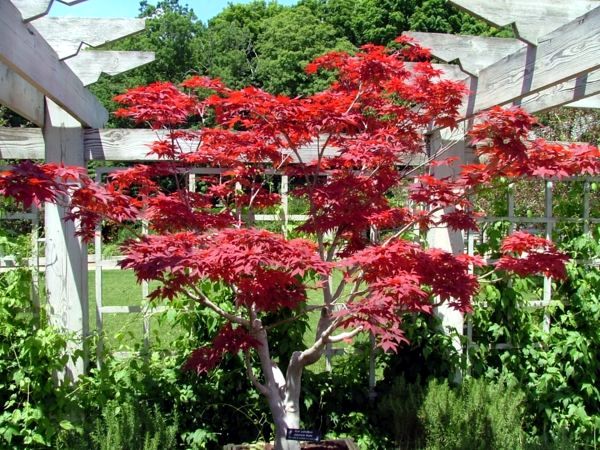 5 beautiful plant species for the structure in the garden