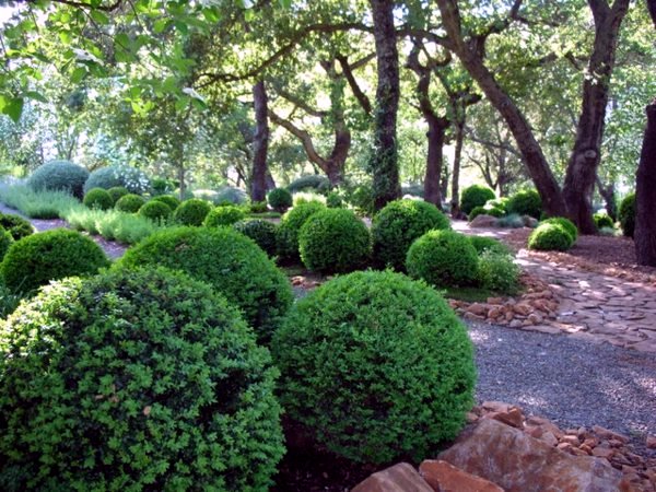 5 beautiful plant species for the structure in the garden