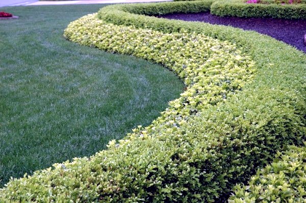 5 beautiful plant species for the structure in the garden