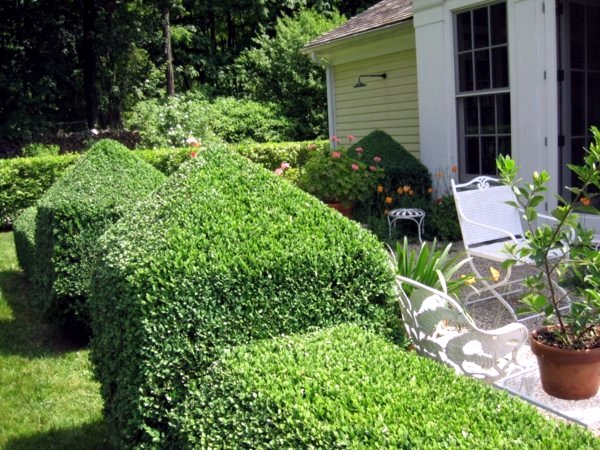 5 beautiful plant species for the structure in the garden