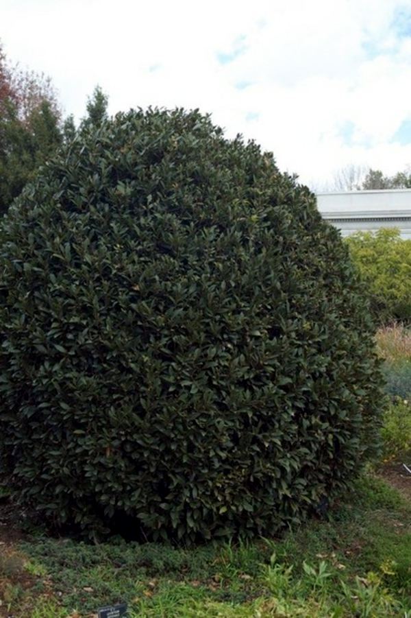 5 beautiful plant species for the structure in the garden