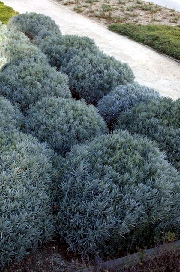 5 beautiful plant species for the structure in the garden