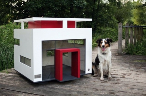 modern dog kennel