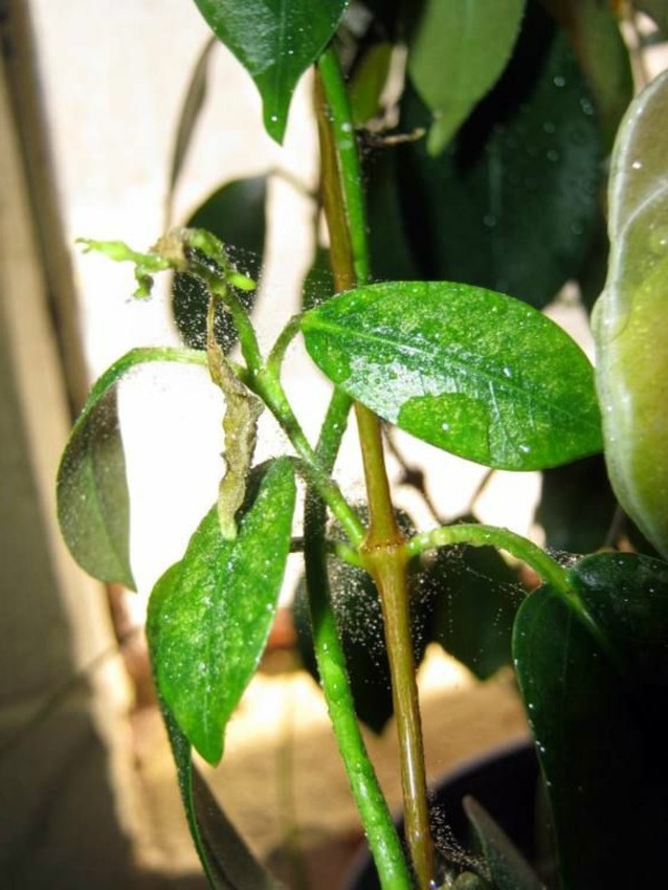 Garten & Pflanzen - Spider mites fight - take the right measures Garten & Pflanzen - Spider mites fight - take the right measures