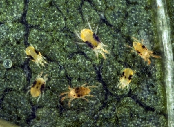 Garten und Landschaftsbau - Spider mites fight - take the right measures