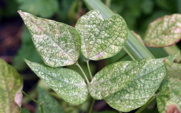 Gartengestaltung - Spider mites fight - take the right measures