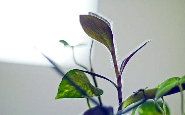 Spider mites fight - take the right measures