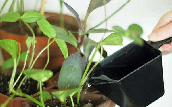 Spider mites fight - take the right measures
