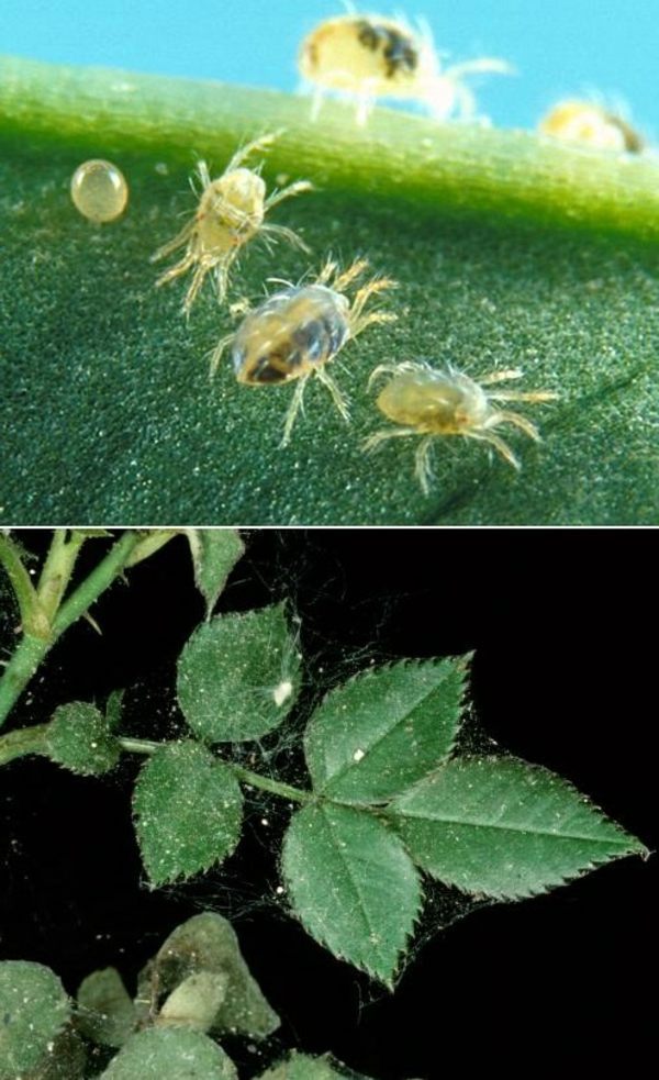 Spider mites fight - take the right measures