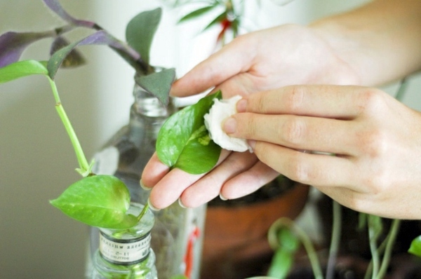 Spider mites fight - take the right measures