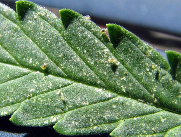 Spider mites fight - take the right measures