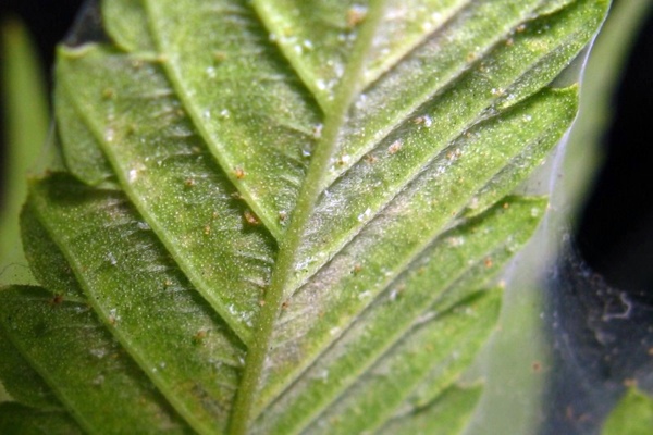 Spider mites fight - take the right measures Spider mites fight - take the right measures
