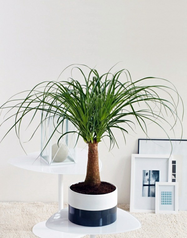 Dekoideen - Feng Shui plants for harmony and positive energy in the living room