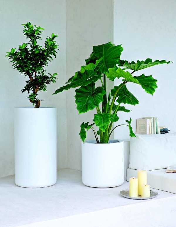 Feng Shui plants for harmony and positive energy in the living room