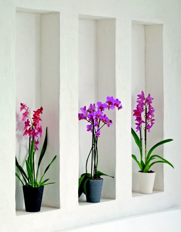 Feng Shui plants for harmony and positive energy in the living room