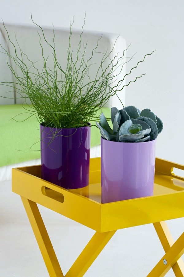Feng Shui plants for harmony and positive energy in the living room