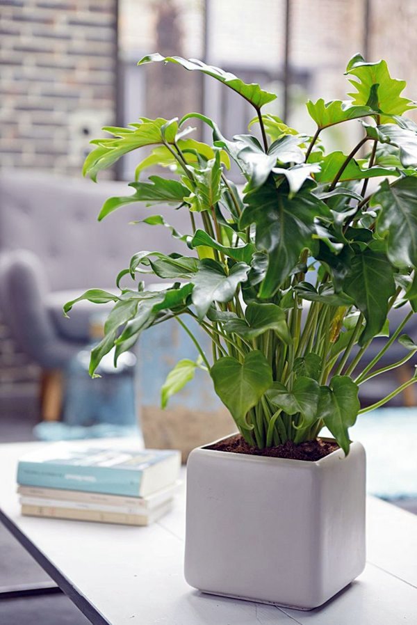 Feng Shui plants for harmony and positive energy in the living room
