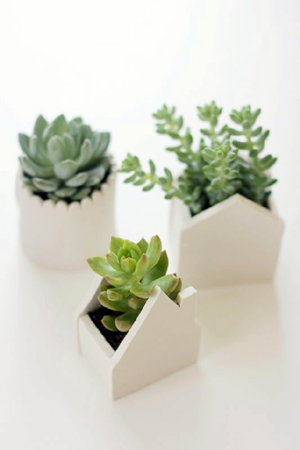 Feng Shui plants for harmony and positive energy in the living room