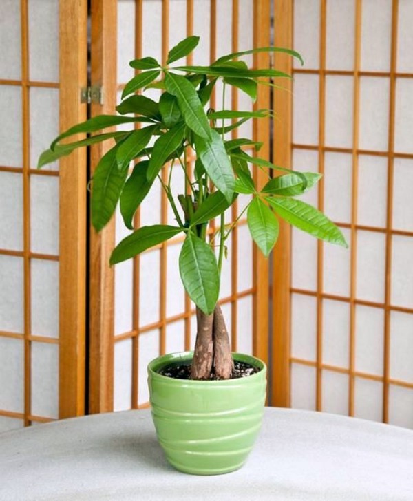 Feng Shui plants for harmony and positive energy in the living room