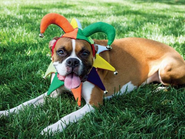 Haustiere - Cool Dog Clothing for Halloween Haustiere - Cool Dog Clothing for Halloween