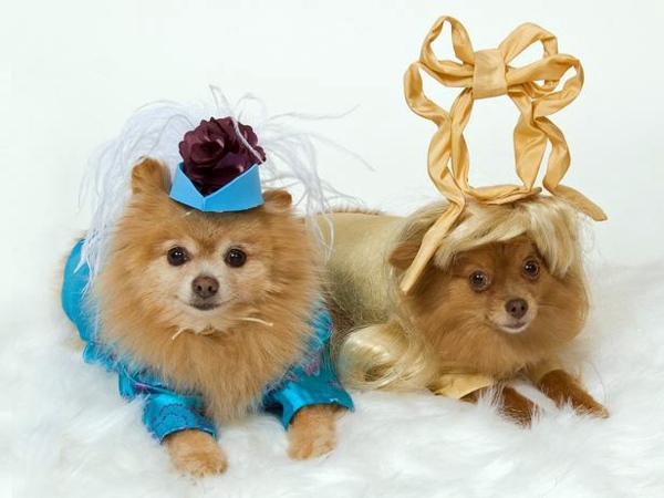 Cool Dog Clothing for Halloween Cool Dog Clothing for Halloween