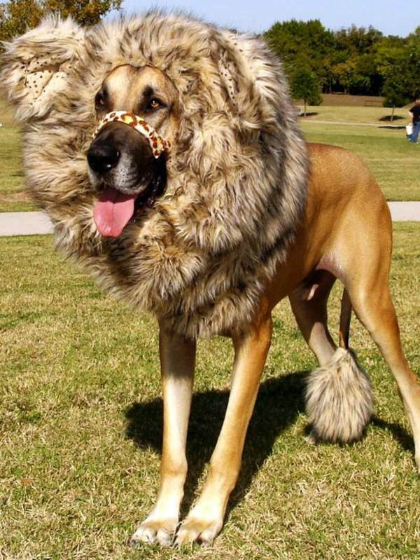 Cool Dog Clothing for Halloween