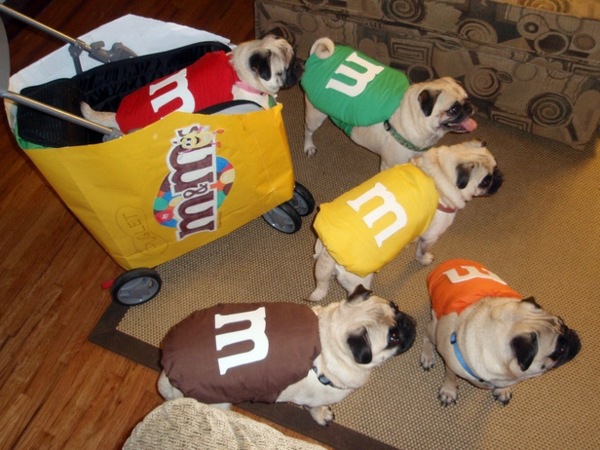 Cool Dog Clothing for Halloween