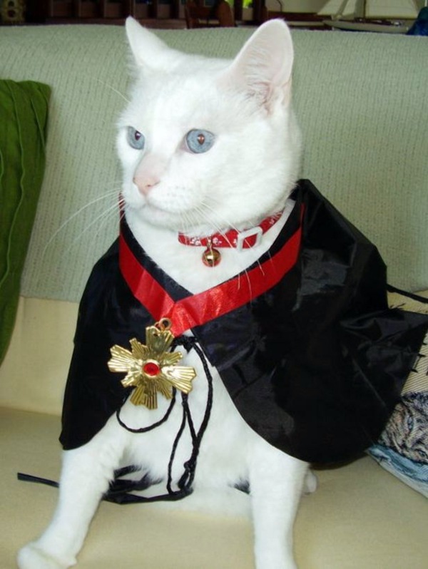 Cool Dog Clothing for Halloween