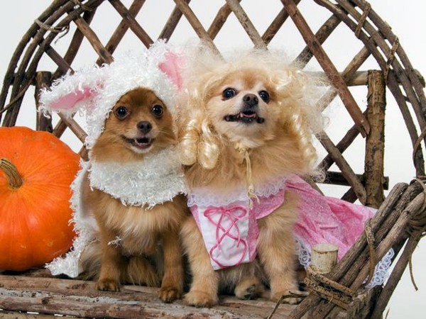 Tierwelt - Cool Dog Clothing for Halloween Tierwelt - Cool Dog Clothing for Halloween