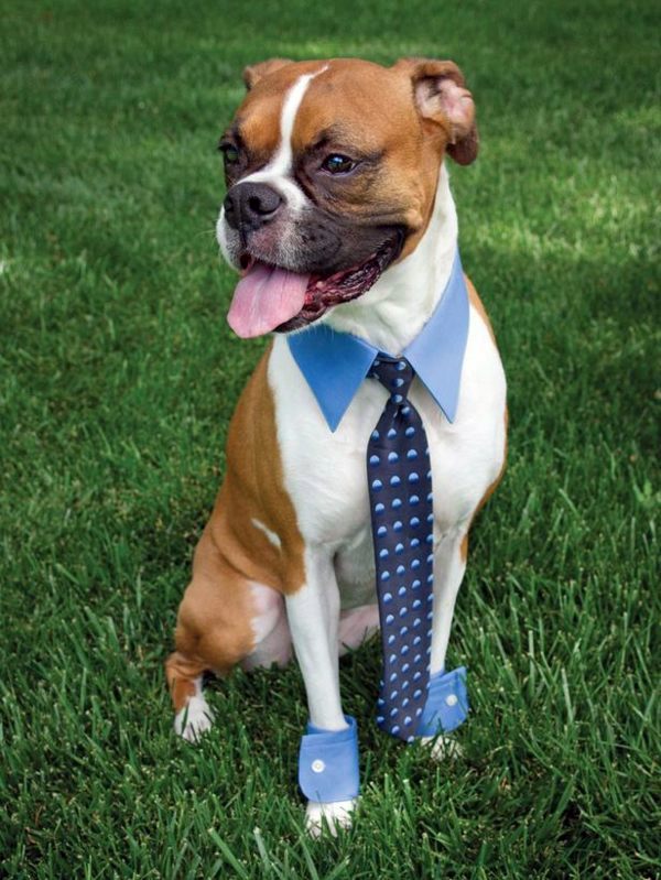 Cool Dog Clothing for Halloween Cool Dog Clothing for Halloween