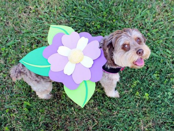 Cool Dog Clothing for Halloween Cool Dog Clothing for Halloween