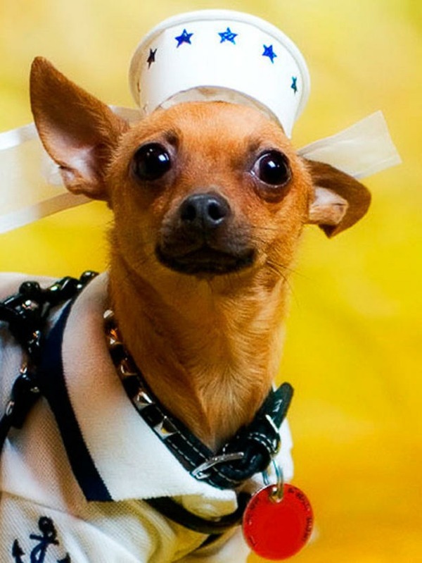 Cool Dog Clothing for Halloween Cool Dog Clothing for Halloween