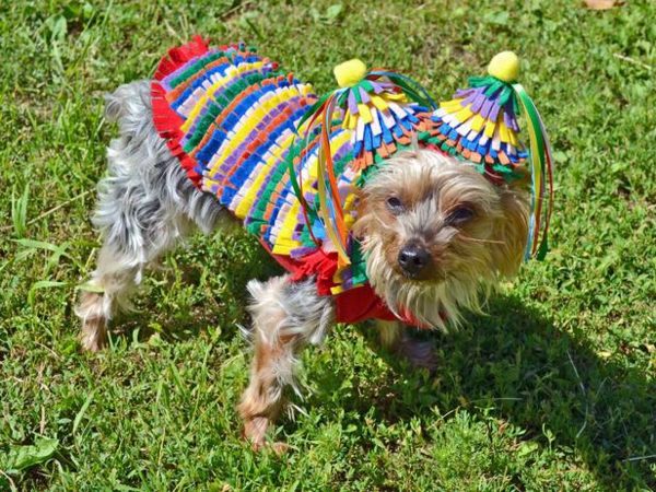 Cool Dog Clothing for Halloween
