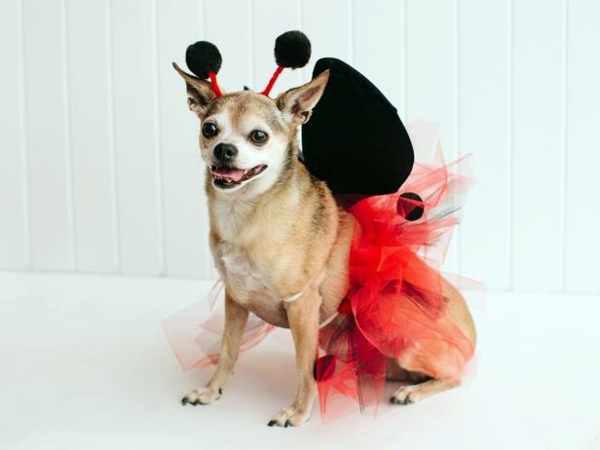 Cool Dog Clothing for Halloween Cool Dog Clothing for Halloween