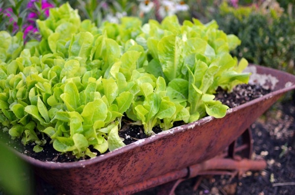Landscaping and gardening in spring Landscaping and gardening in spring