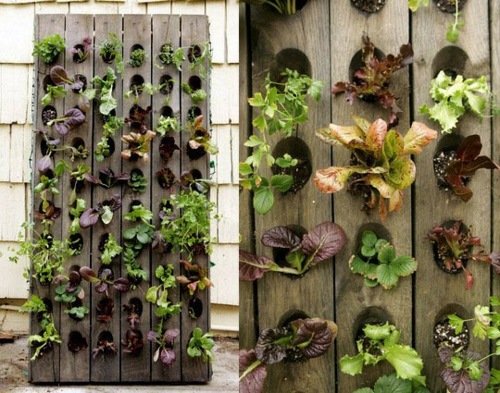 Balcony plants - cool space-saving ideas Balcony plants - cool space-saving ideas