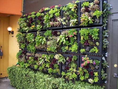 Balcony plants - cool space-saving ideas Balcony plants - cool space-saving ideas