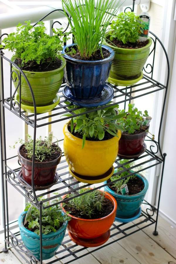 Have always friche herbal hand grasp at home - herbal plants