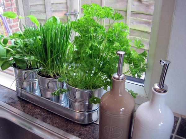 Have always friche herbal hand grasp at home - herbal plants