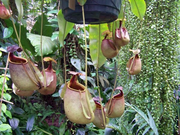 Dekoration - Just make a summer oasis by a few tropical plants in flowerpot Dekoration - Just make a summer oasis by a few tropical plants in flowerpot