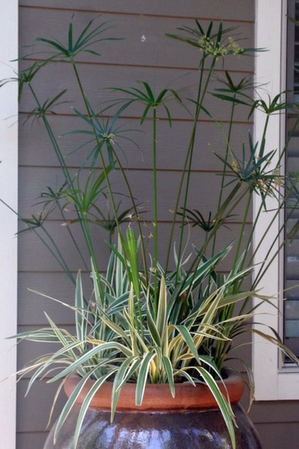 Just make a summer oasis by a few tropical plants in flowerpot