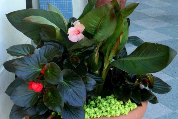 Just make a summer oasis by a few tropical plants in flowerpot
