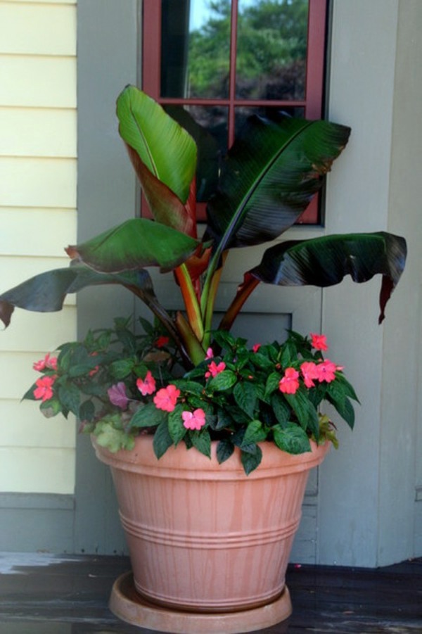 Just make a summer oasis by a few tropical plants in flowerpot
