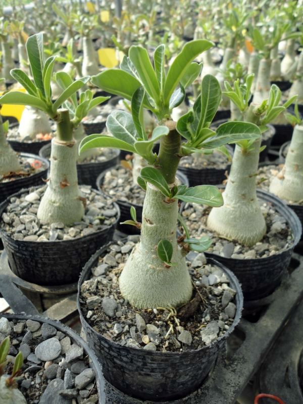 Just make a summer oasis by a few tropical plants in flowerpot Just make a summer oasis by a few tropical plants in flowerpot