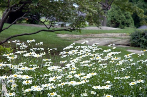Always stay cool in the garden - here are our advice on what to do in August