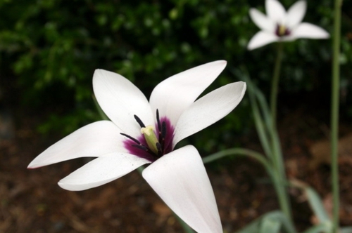 Always stay cool in the garden - here are our advice on what to do in August Always stay cool in the garden - here are our advice on what to do in August