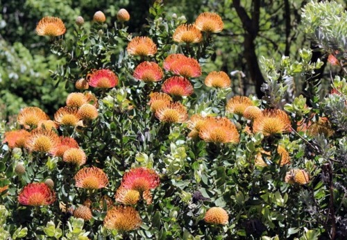 Always stay cool in the garden - here are our advice on what to do in August