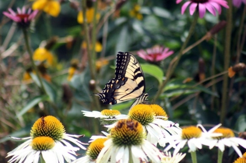 Always stay cool in the garden - here are our advice on what to do in August