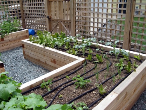 Always stay cool in the garden - here are our advice on what to do in August